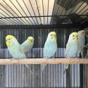 Rainbow Budgies