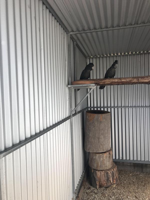 Naso Redtail Black Cockatoos