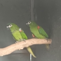 Hahns macaws unrelated pair DNA parent raised