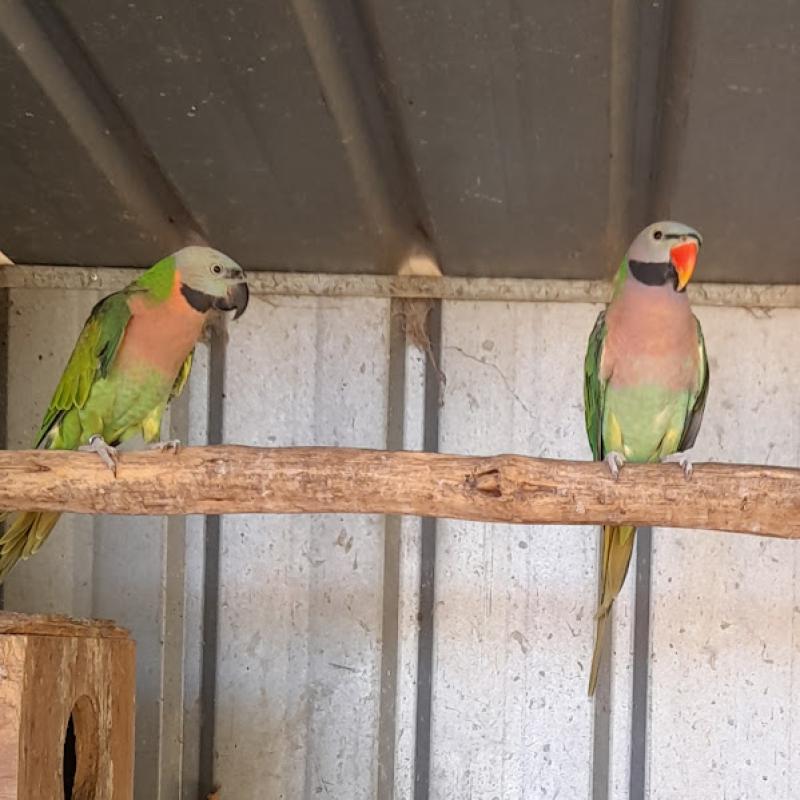 Moustache Parrots Warrnambool Bird Expo