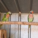 Moustache Parrots Warrnambool Bird Expo