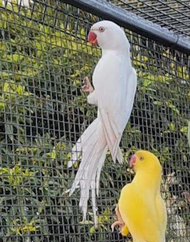 Albino Indian Ringneck