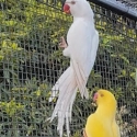 Albino Indian Ringneck