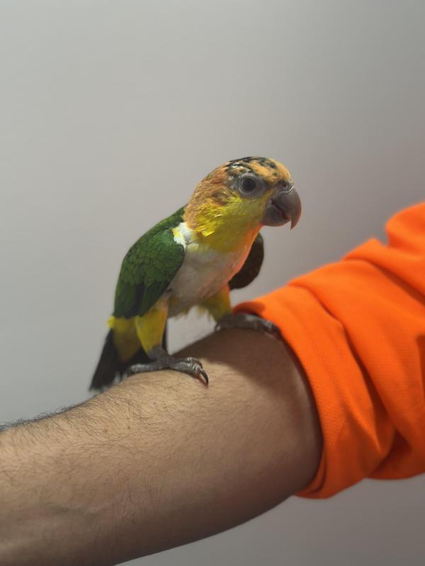 Hand raised white belly caique