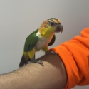 Hand raised white belly caique