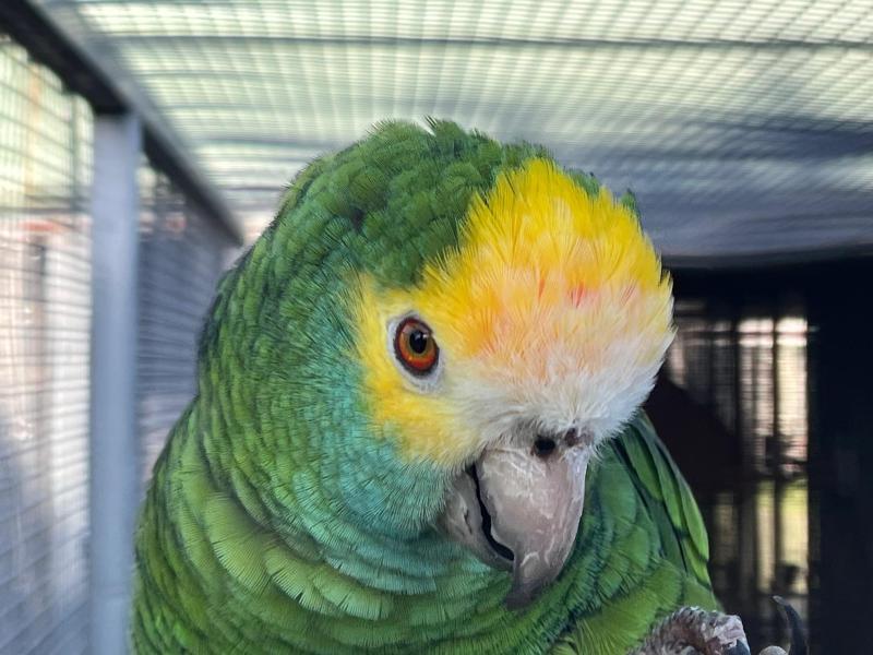 For the genuine Amazon enthusiast