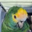 For the genuine Amazon enthusiast