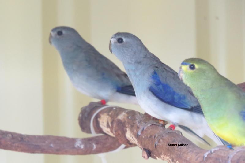 WTB BLUE BLUE WINGED PARROT MALES