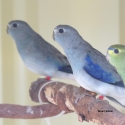 WTB BLUE BLUE WINGED PARROT MALES