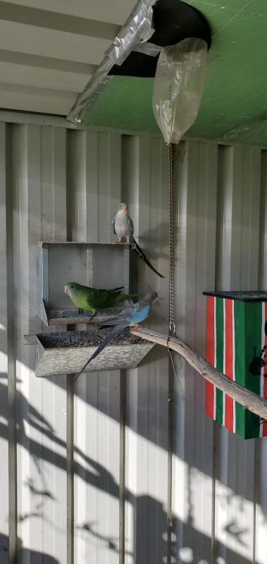 Princess parrots