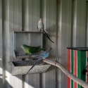Princess parrots
