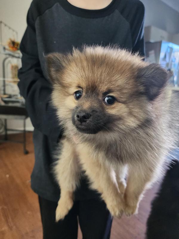 Pomeranian puppies needing to be rehomed
