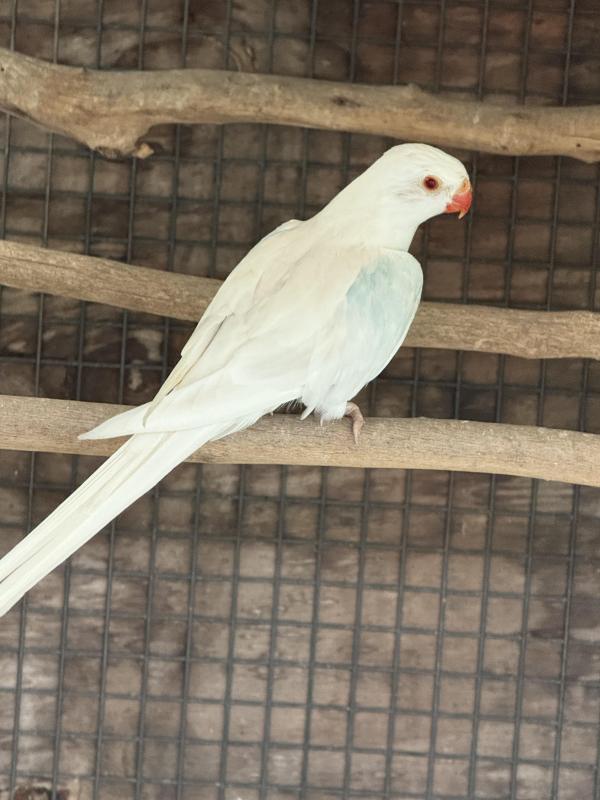 PRINCESS PARROT MUTATIONS