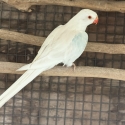 PRINCESS PARROT MUTATIONS