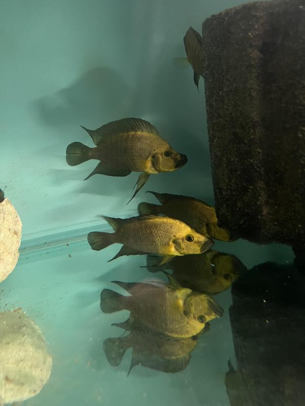 FS: Altolamprolgus calvus and comps