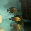 FS: Altolamprolgus calvus and comps