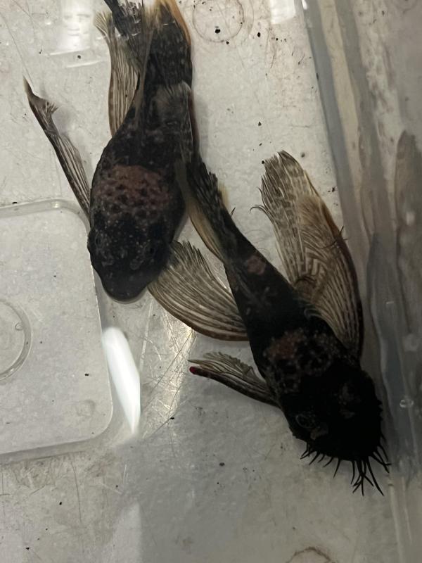 FS: long fin bristlenose
