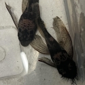FS: long fin bristlenose