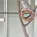 PRINCESS PARROT
