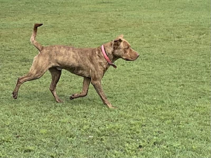 Rescue me dog Im free