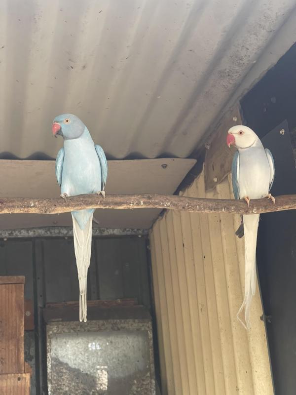 Ringnecks Deep Opalines All Must Go