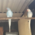 Ringnecks Deep Opalines All Must Go