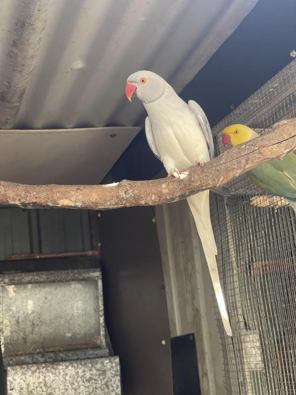 Ringnecks Opalines and split Opalines All Must Go