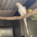 Ringnecks Opalines and split Opalines All Must Go