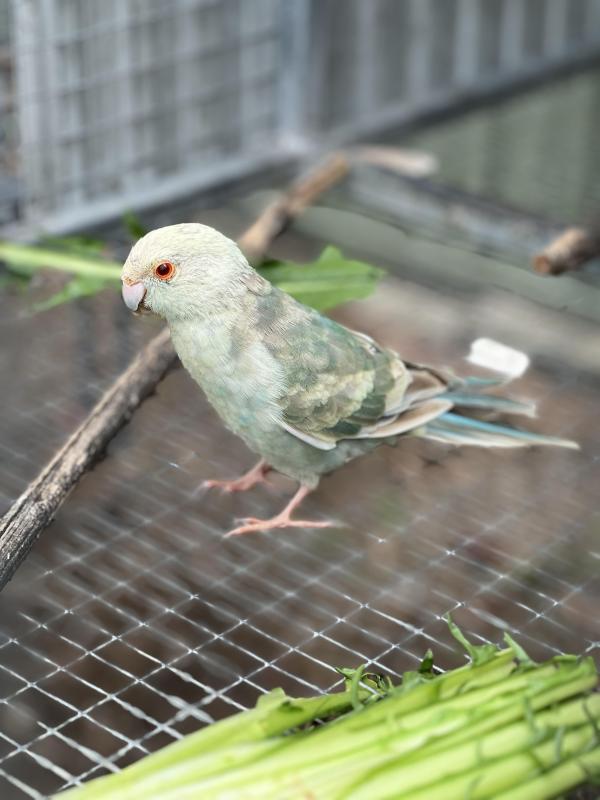 Fallow Blue Kakariki mutations