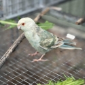 Fallow Blue Kakariki mutations