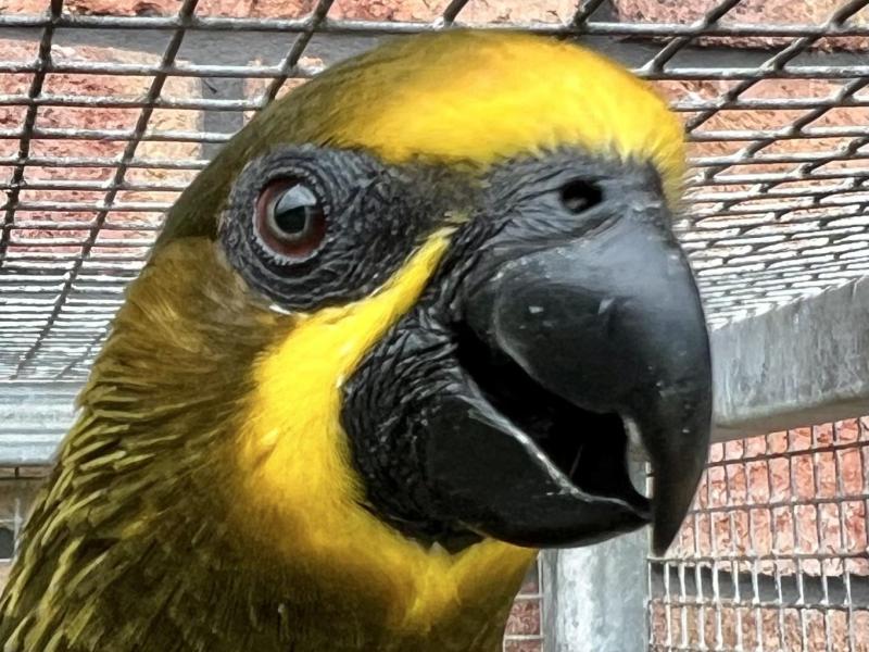 Duyvenbode lory spare cock pure bred