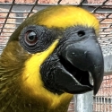 Duyvenbode lory spare cock pure bred