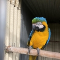 Blue and golds