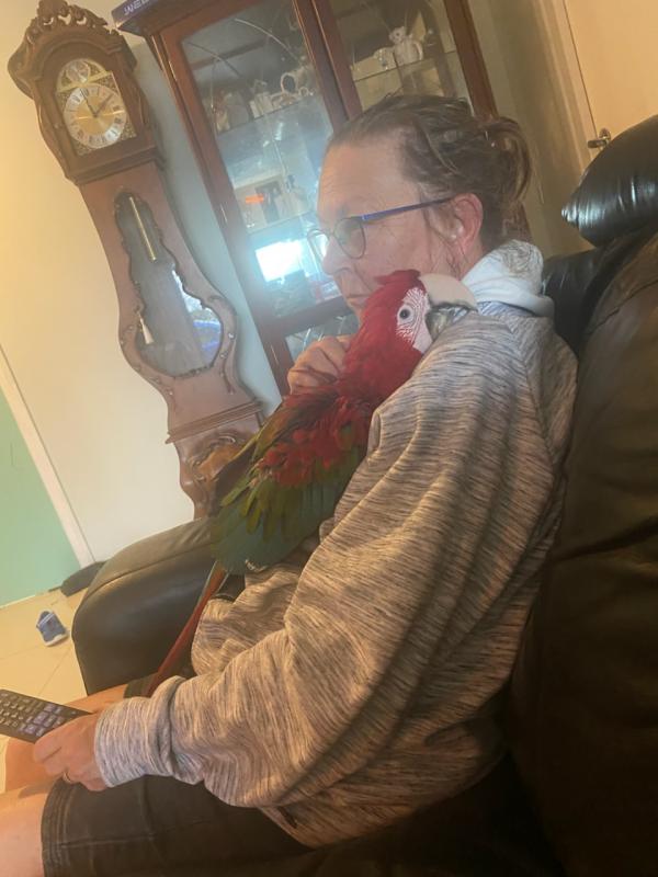 Female Macaw Hand Raised