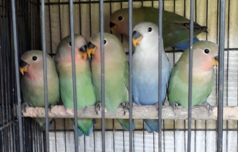 Peach face love birds