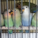 Peach face love birds