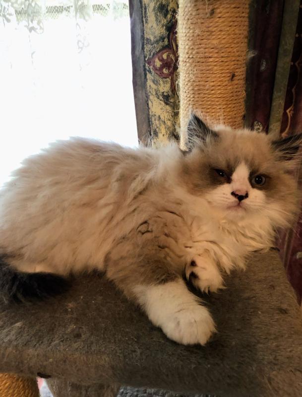 Ragdoll and Persian kittens