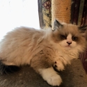Ragdoll and Persian kittens