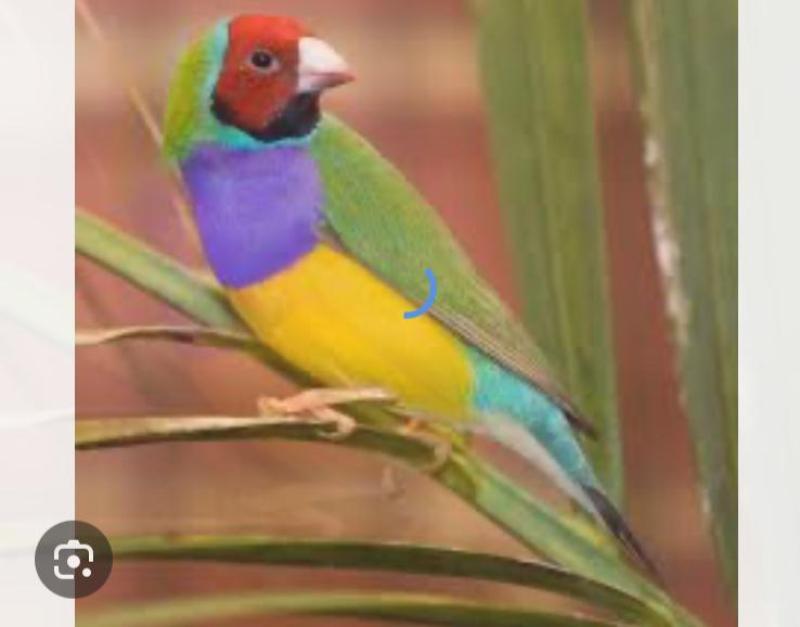 Wanted to buy gouldian finches turquoise parrots
