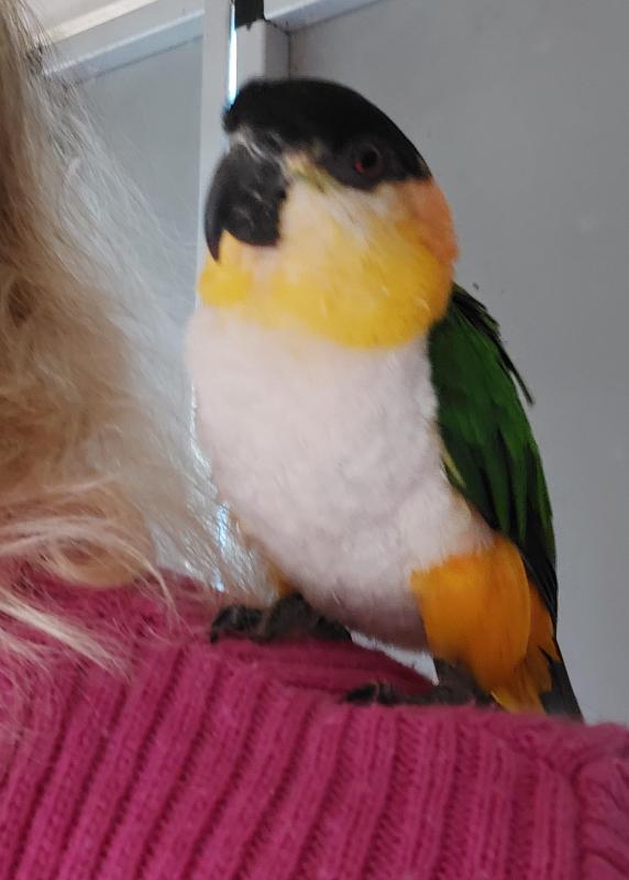 GORGEOUS TAME LOVING H/R BLACKHEADED CAIQUE - 'CHYNNA'