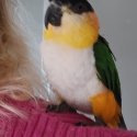 GORGEOUS TAME LOVING H/R BLACKHEADED CAIQUE - 'CHYNNA'