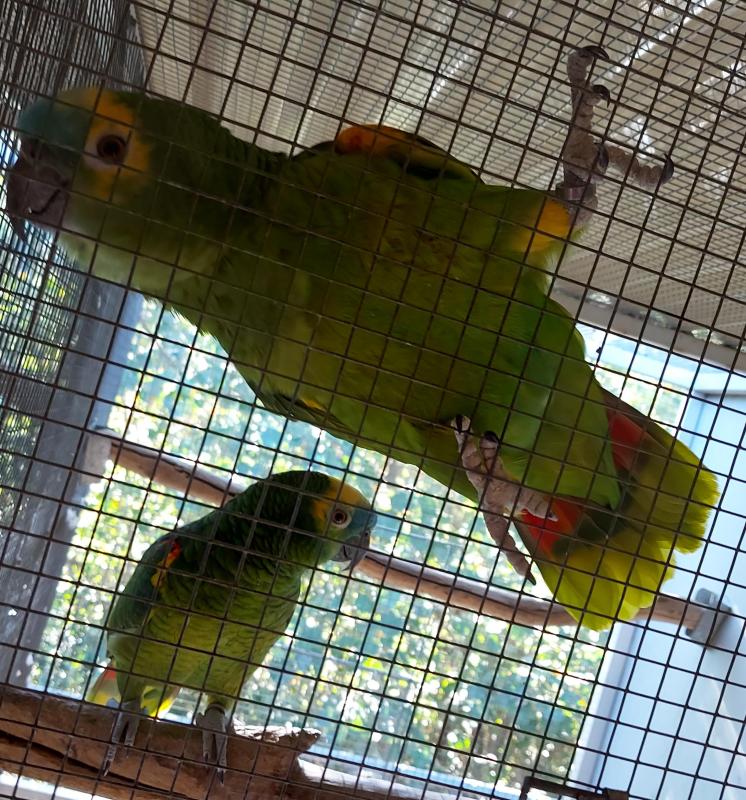GORGEOUS TALKING PAIR OF AMAZONS - THEY ARE CLOWNS