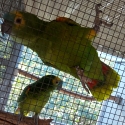 GORGEOUS TALKING PAIR OF AMAZONS - THEY ARE CLOWNS