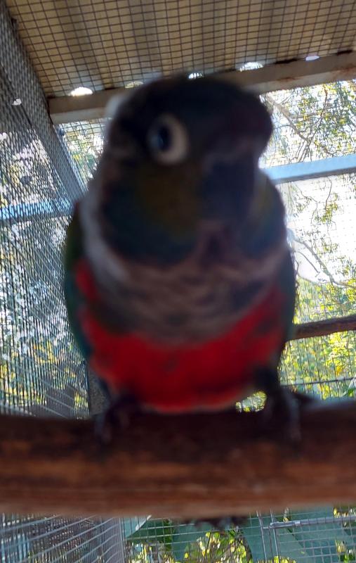 Crimson Bellied Conure - female - handraised but now aviary - quiet bird