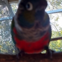 Crimson Bellied Conure - female - handraised but now aviary - quiet bird