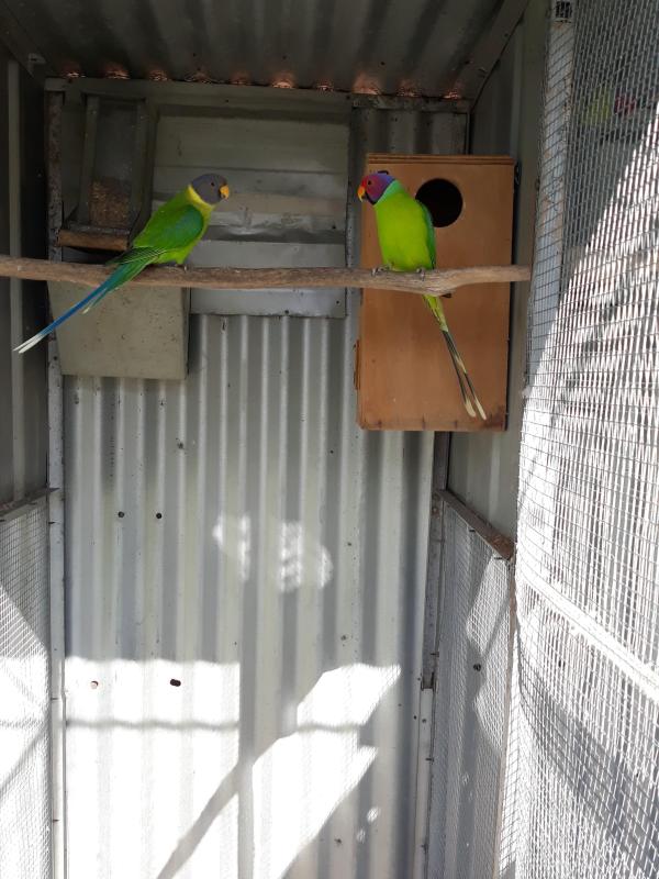 Mutation Plumheaded Parrots