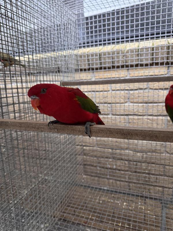 Chattering lory pair
