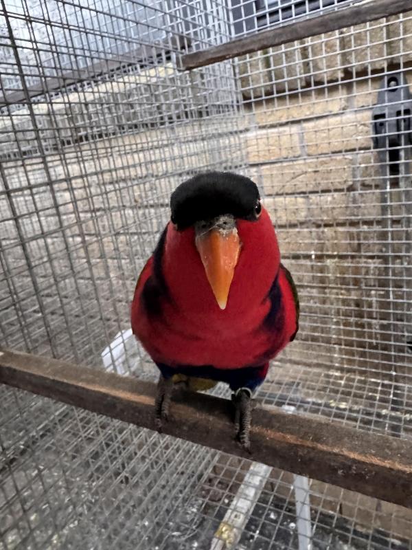 Blackcap lory pair