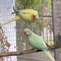 Indian ringneck opaline cleartail breeding pair
