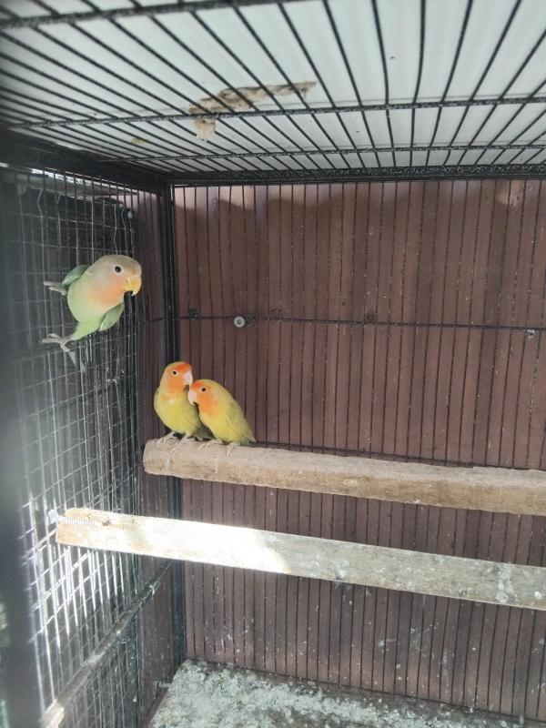 Birds going to Hawksbury sale